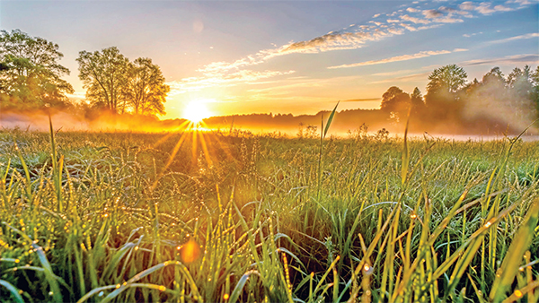সকালের বরকত লাভের উপায় সকালের বরকত লাভের উপায়