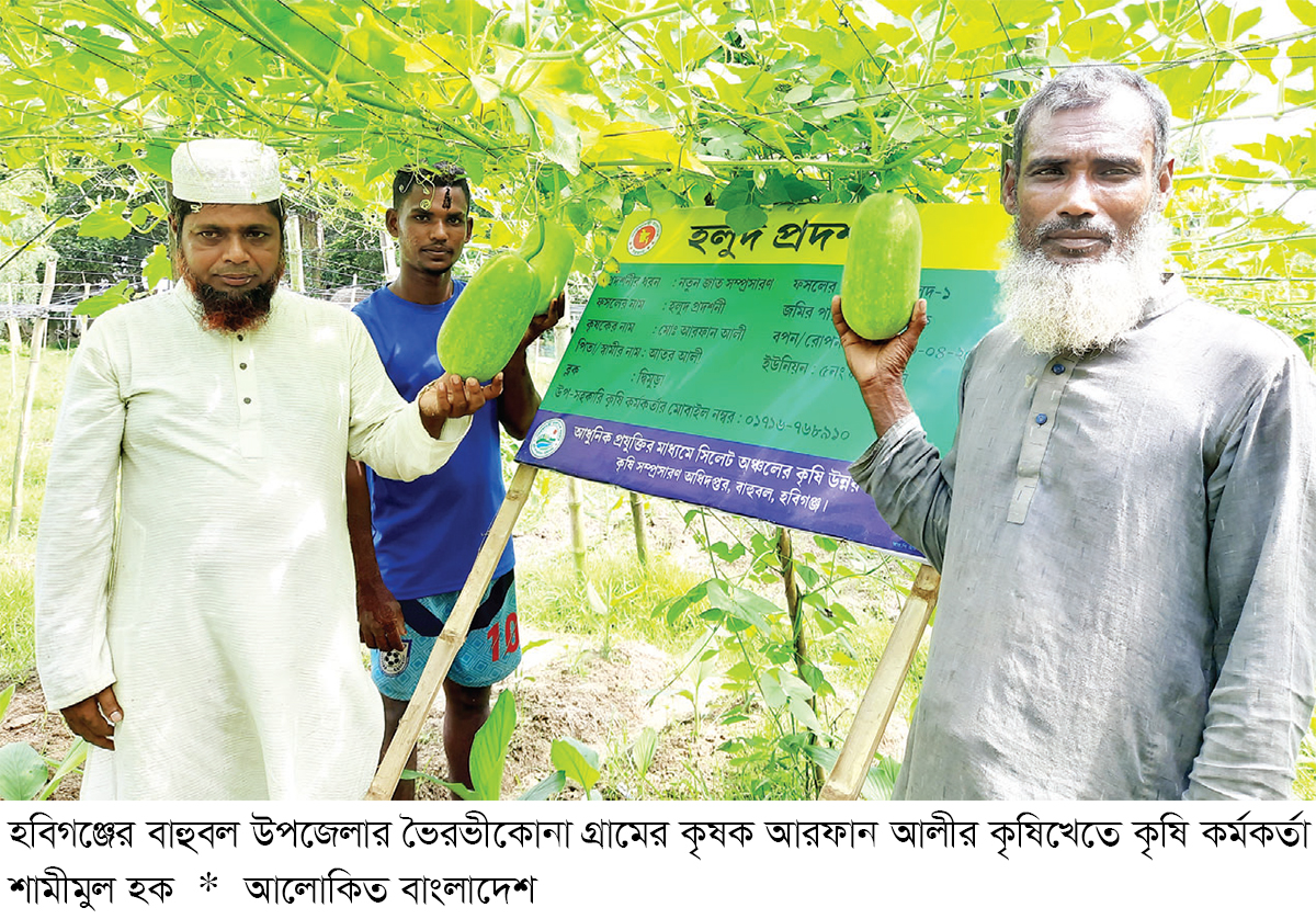 মাচায় চাল কুমড়া ও শিম চাষে সফলতা মাচায় চাল কুমড়া ও শিম চাষে সফলতা