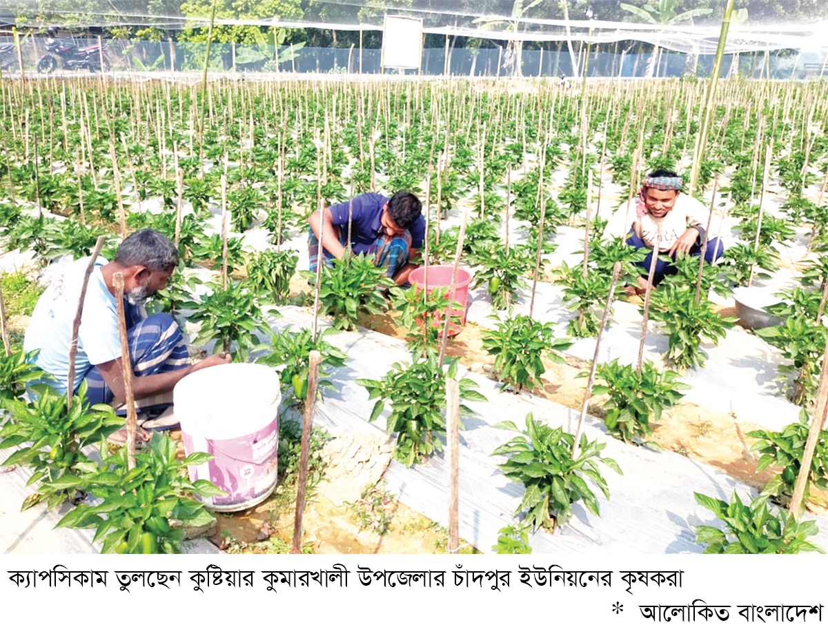 কুমারখালীতে ক্যাপসিকাম চাষে সাফল্য কুমারখালীতে ক্যাপসিকাম চাষে সাফল্য