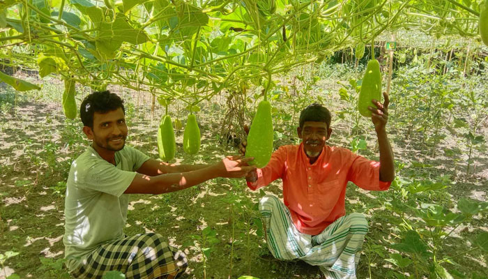 তাড়াইলে বিষমুক্ত সবজি চাষে সফল শেখ আলিউর তাড়াইলে বিষমুক্ত সবজি চাষে সফল শেখ আলিউর