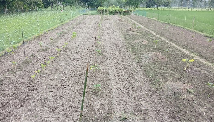 লালমনিরহাটে আগাম জাতের সবজি চাষে সাফল্য
