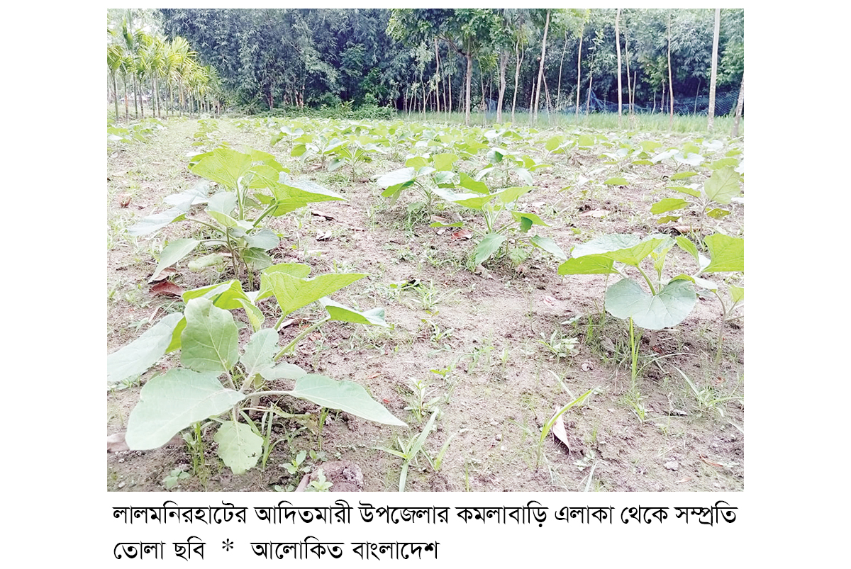 লালমনিরহাটের ৪০ গ্রামে আগাম সবজি চাষ লালমনিরহাটের ৪০ গ্রামে আগাম সবজি চাষ