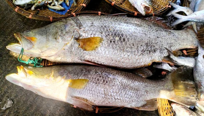 নাফ নদীতে ধরা পড়ল ৩৪ কেজির এক জোড়া কোরাল নাফ নদীতে ধরা পড়ল ৩৪ কেজির এক জোড়া কোরাল