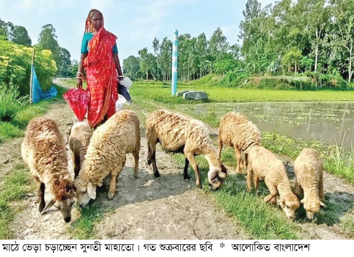 উল্লাপাড়ায় ভেড়া পালনে স্বাবলম্বী নারী উদ্যোক্তা উল্লাপাড়ায় ভেড়া পালনে স্বাবলম্বী নারী উদ্যোক্তা