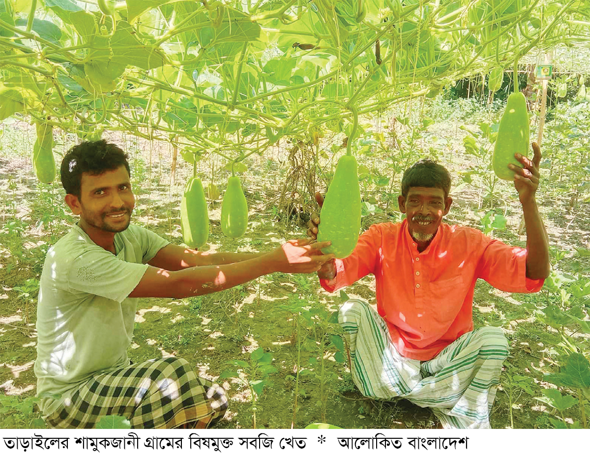 তাড়াইলে বিষমুক্ত সবজি চাষে সাফল্য তাড়াইলে বিষমুক্ত সবজি চাষে সাফল্য