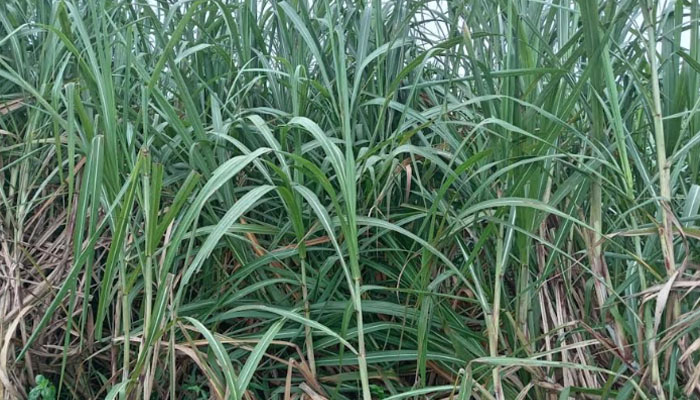 সিরাজগঞ্জে আখের বাম্পার ফলন, মাড়াই শুরু সিরাজগঞ্জে আখের বাম্পার ফলন, মাড়াই শুরু