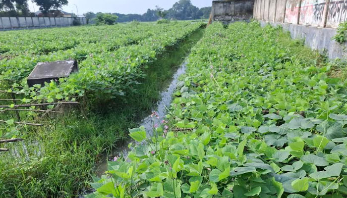 বর্ষায় মাচায় সবজি চাষে লাভবান ঈশ্বরদীর চাষিরা বর্ষায় মাচায় সবজি চাষে লাভবান ঈশ্বরদীর চাষিরা
