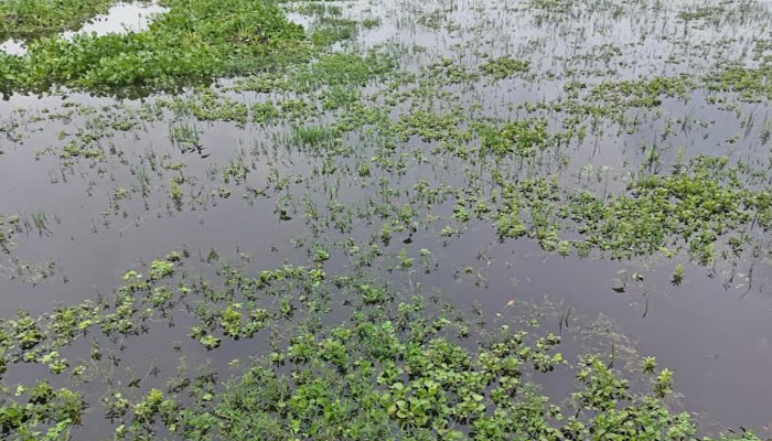 সিরাজগঞ্জে জলাবদ্ধতায় ৩শ’ বিঘা জমি অনাবাদি সিরাজগঞ্জে জলাবদ্ধতায় ৩শ’ বিঘা জমি অনাবাদি