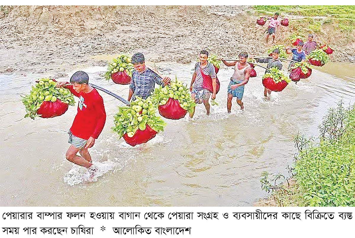 মৌসুমে ‘কাঞ্চন পেয়ারা’ বিক্রি ছয় কোটি টাকা মৌসুমে ‘কাঞ্চন পেয়ারা’ বিক্রি ছয় কোটি টাকা