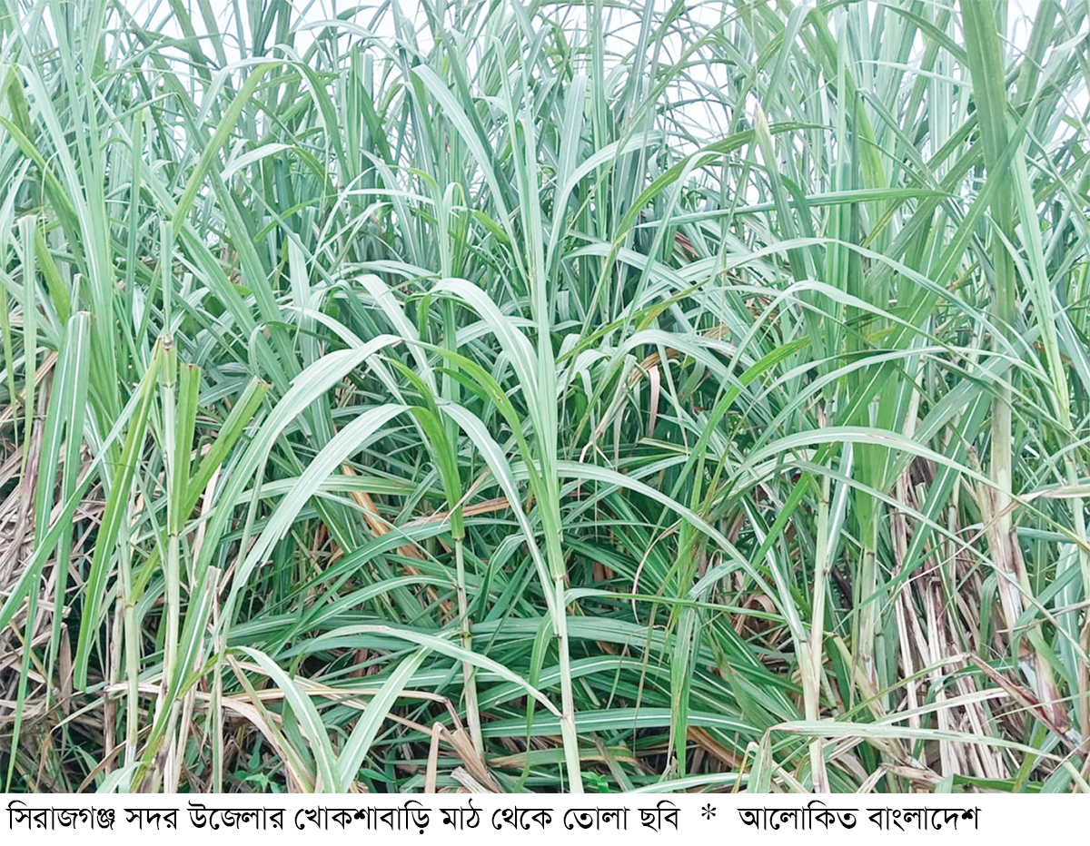সিরাজগঞ্জে আখ চাষে বাম্পার ফলন সিরাজগঞ্জে আখ চাষে বাম্পার ফলন