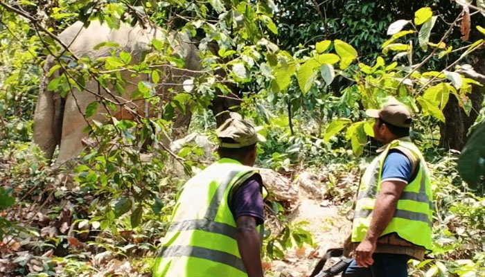 বিপদের মুখে কক্সবাজারের বন্যহাতি বিপদের মুখে কক্সবাজারের বন্যহাতি