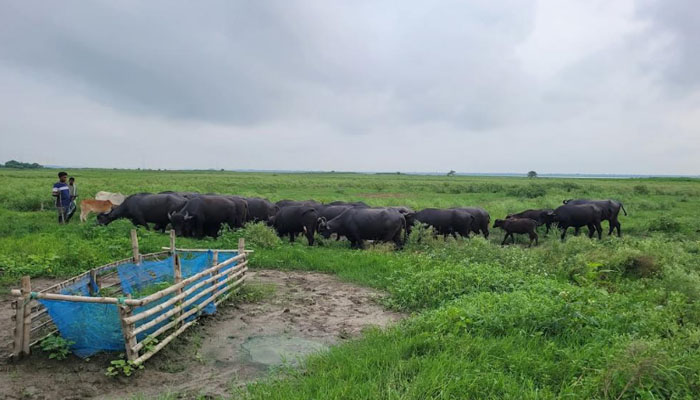বিপৎসীমার কাছে পদ্মার পানি, বিপাকে ১০০০ মহিষসহ গবাদিপশু বিপৎসীমার কাছে পদ্মার পানি, বিপাকে ১০০০ মহিষসহ গবাদিপশু