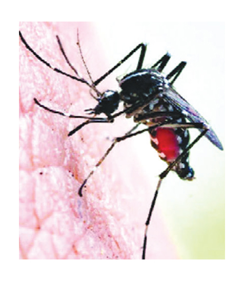 আগস্টের ১২ দিনে ডেঙ্গু রোগী চার হাজার ছাড়াল আগস্টের ১২ দিনে ডেঙ্গু রোগী চার হাজার ছাড়াল