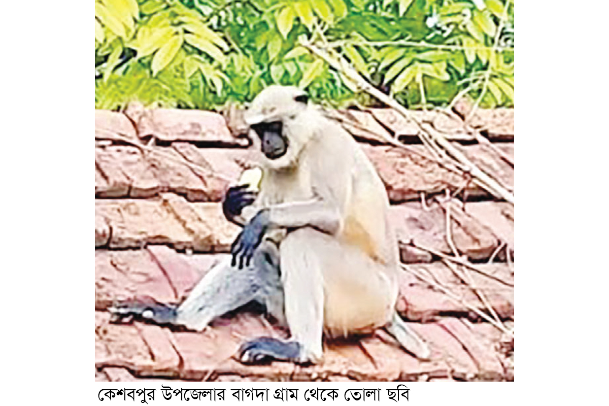 কেশবপুরের খাদ্য সংকটে কালোমুখ হনুমান কেশবপুরের খাদ্য সংকটে কালোমুখ হনুমান