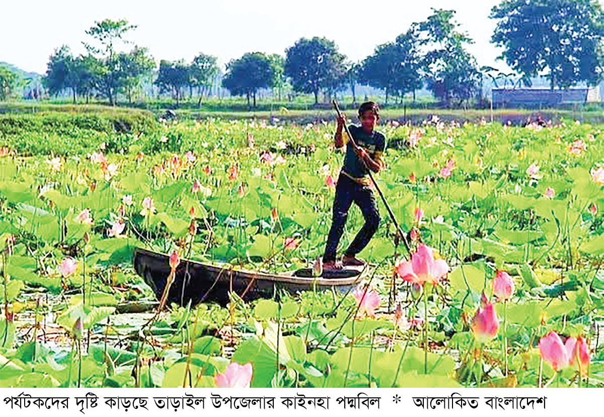 তাড়াইলের পদ্মবিল ঘিরে পর্যটনের হাতছানি তাড়াইলের পদ্মবিল ঘিরে পর্যটনের হাতছানি