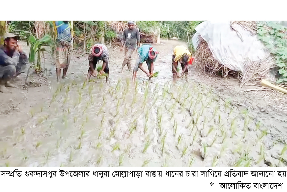 গুরুদাসপুরে রাস্তায় ধানের চারা লাগিয়ে প্রতিবাদ গুরুদাসপুরে রাস্তায় ধানের চারা লাগিয়ে প্রতিবাদ