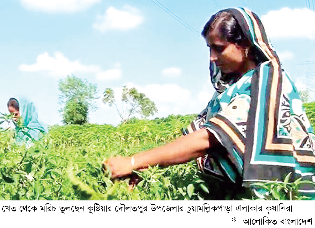 কুষ্টিয়ায় মরিচের ফলন ভালো দামে খুশি কৃষক কুষ্টিয়ায় মরিচের ফলন ভালো দামে খুশি কৃষক