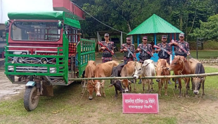 শেরপুরে পাচারকালে ৮ ভারতীয় গরু আটক