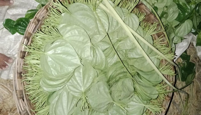 হোসেনপুরে পানের বাজারে ধস, লোকসানের শঙ্কায় চাষিরা হোসেনপুরে পানের বাজারে ধস, লোকসানের শঙ্কায় চাষিরা