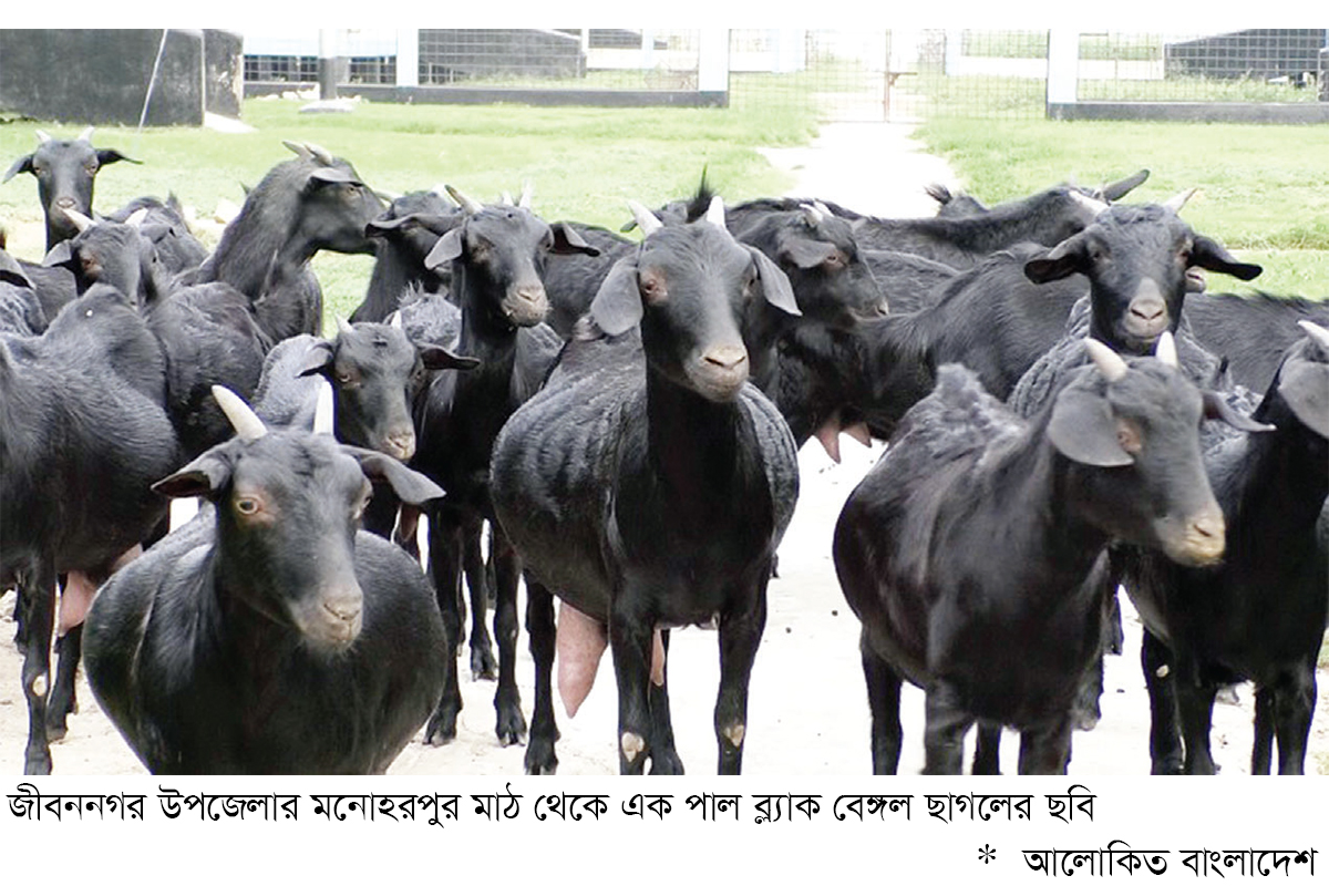 ব্ল্যাক বেঙ্গল ছাগলে বদলে গেছে চুয়াডাঙ্গার গ্রামীণ অর্থনীতি ব্ল্যাক বেঙ্গল ছাগলে বদলে গেছে চুয়াডাঙ্গার গ্রামীণ অর্থনীতি