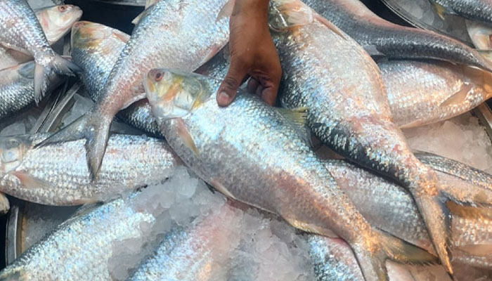 কিছুটা কমেছে ইলিশের দাম, বেড়েছে সরবরাহ কিছুটা কমেছে ইলিশের দাম, বেড়েছে সরবরাহ