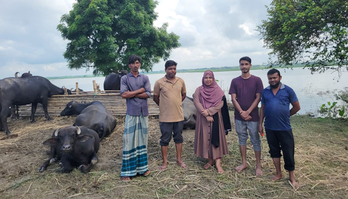 ঈশ্বরদীতে পদ্মার পানিতে চারণ ভূমি ডুবে খামারিরা দিশেহারা ঈশ্বরদীতে পদ্মার পানিতে চারণ ভূমি ডুবে খামারিরা দিশেহারা