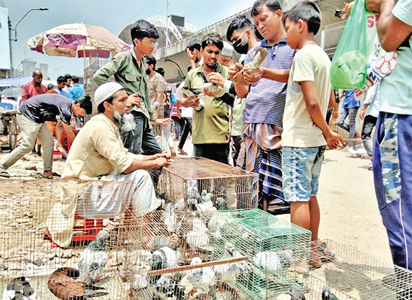 সবচেয়ে বড় কবুতর কেনাবেচার স্থান কাপ্তান বাজার