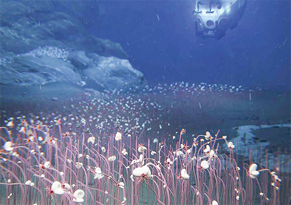 সমুদ্রের তলদেশে অদ্ভুত প্রাণীর খোঁজ সমুদ্রের তলদেশে অদ্ভুত প্রাণীর খোঁজ