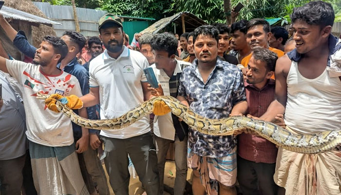 উখিয়ায় আবারও বিশাল বার্মিজ অজগর উদ্ধার উখিয়ায় আবারও বিশাল বার্মিজ অজগর উদ্ধার