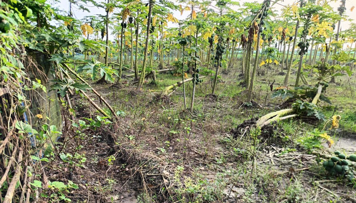 চুয়াডাঙ্গায় অতিবৃষ্টিতে ৮৭২ হেক্টর জমির ফসল ক্ষতিগ্রস্ত চুয়াডাঙ্গায় অতিবৃষ্টিতে ৮৭২ হেক্টর জমির ফসল ক্ষতিগ্রস্ত