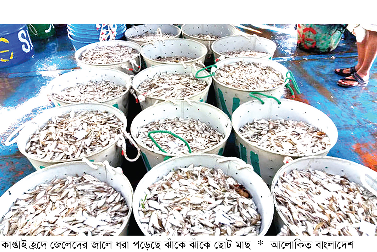 কাপ্তাই হ্রদে বড় মাছের সংকট, ছোট মাছেই ভরে জেলেদের জাল