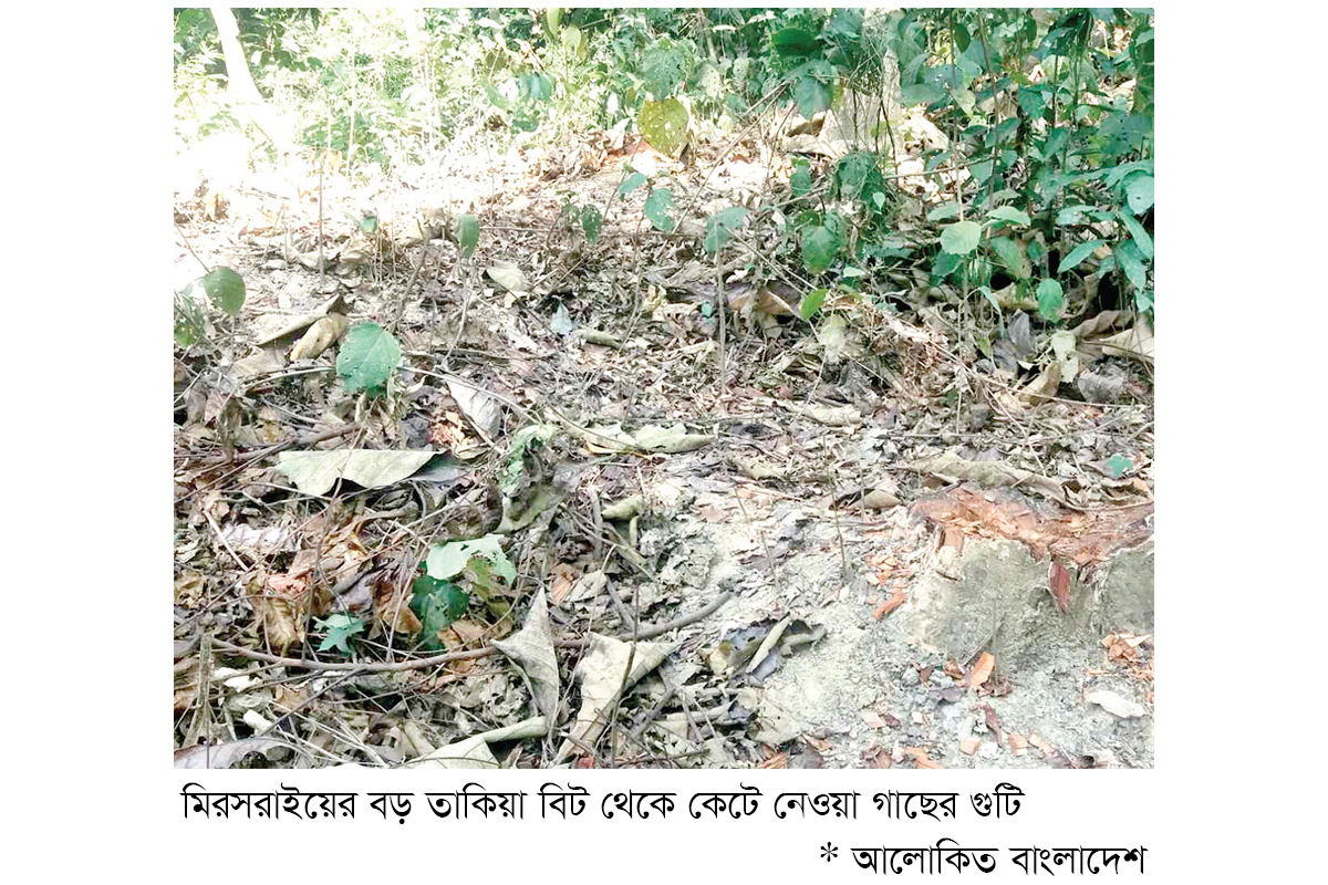 মিরসরাইয়ে ৩২ হাজার একর বনভূমি পাহারায় ১৬ প্রহরী