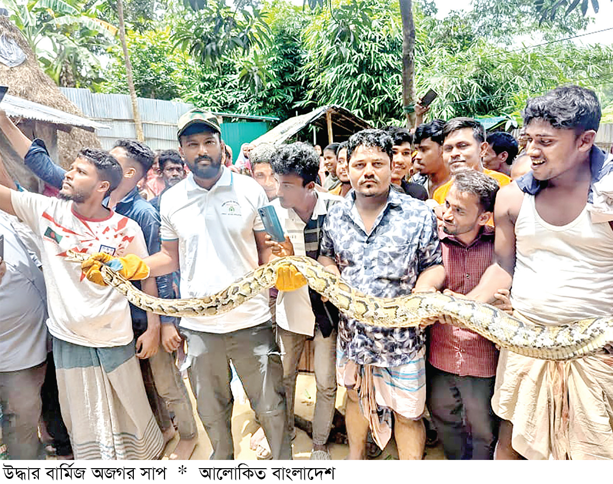 উখিয়ায় বার্মিজ অজগর উদ্ধারের পর অবমুক্ত
