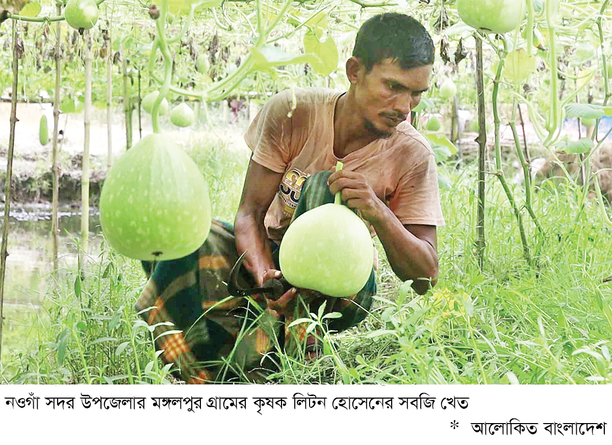নওগাঁয় সর্জন পদ্ধতিতে সবজি চাষে লাভবান কৃষক নওগাঁয় সর্জন পদ্ধতিতে সবজি চাষে লাভবান কৃষক
