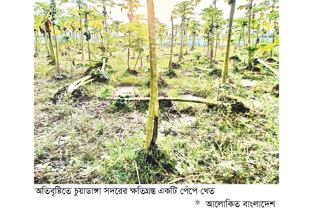 চুয়াডাঙ্গায় অতিবৃষ্টিতে ৮৭২ হেক্টর জমির ফসল ক্ষতিগ্রস্ত চুয়াডাঙ্গায় অতিবৃষ্টিতে ৮৭২ হেক্টর জমির ফসল ক্ষতিগ্রস্ত