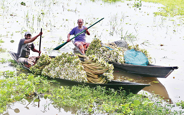 বিলে শাপলা ফোটার দৃশ্য মনোমুগ্ধকর বিলে শাপলা ফোটার দৃশ্য মনোমুগ্ধকর