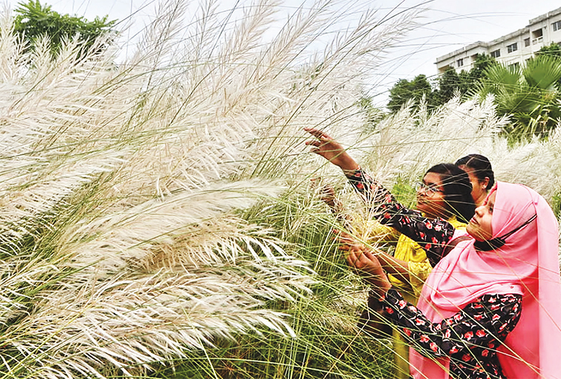 হারিয়ে যাচ্ছে শরতের কাশফুল