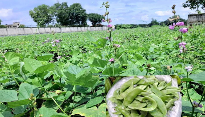 ঈশ্বরদীর বাজারে উঠেছে আগাম জাতের ‘অটো শিম’ ঈশ্বরদীর বাজারে উঠেছে আগাম জাতের ‘অটো শিম’