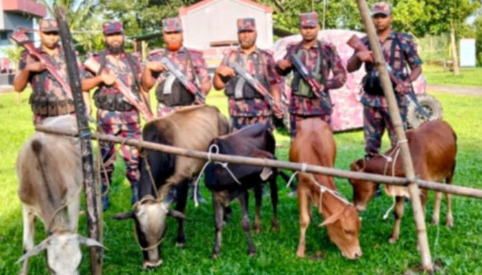 শেরপুর-হালুয়াঘাট সীমান্তে ভারতীয় ৫টি গরু আটক