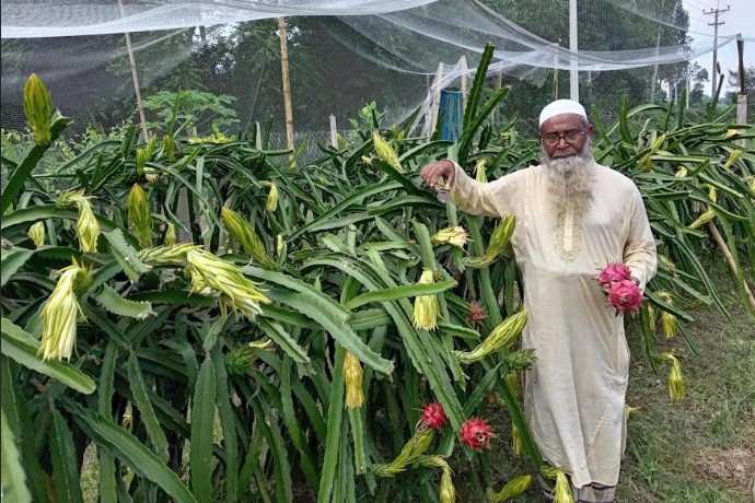 সিরাজগঞ্জে ড্রাগন ফল চাষে বাম্পার ফলন সিরাজগঞ্জে ড্রাগন ফল চাষে বাম্পার ফলন