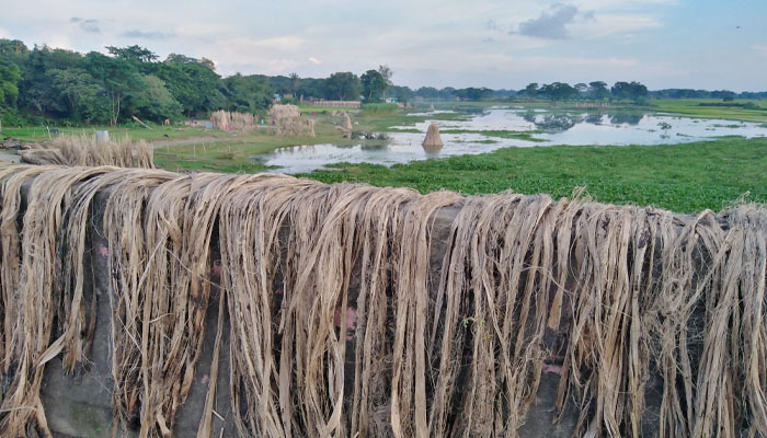 হোসেনপুরে সোনালী আঁশের ফলন ও দামে খুশি চাষিরা হোসেনপুরে সোনালী আঁশের ফলন ও দামে খুশি চাষিরা