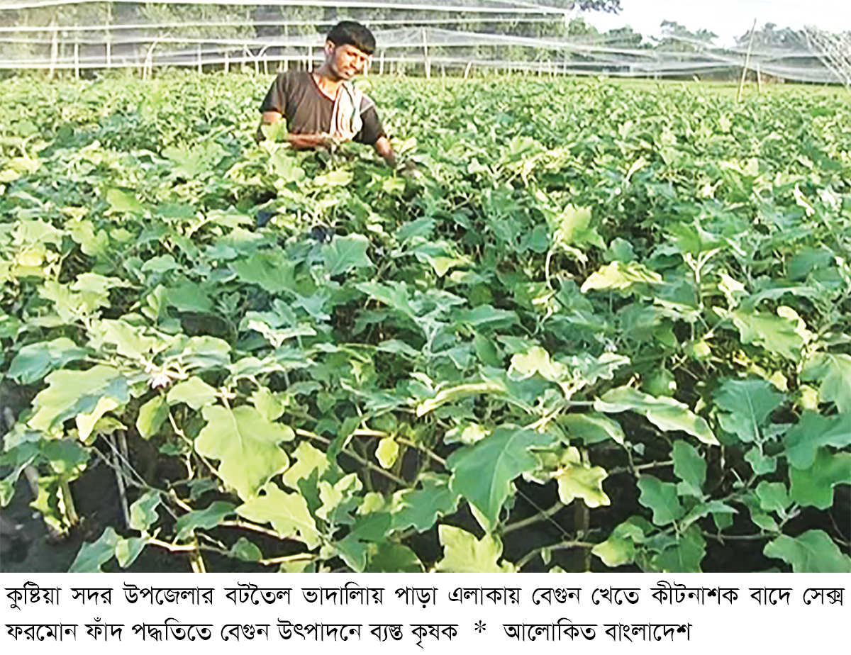 বিষমুক্ত বেগুন আবাদে ঝুঁকছেন চাষিরা বিষমুক্ত বেগুন আবাদে ঝুঁকছেন চাষিরা