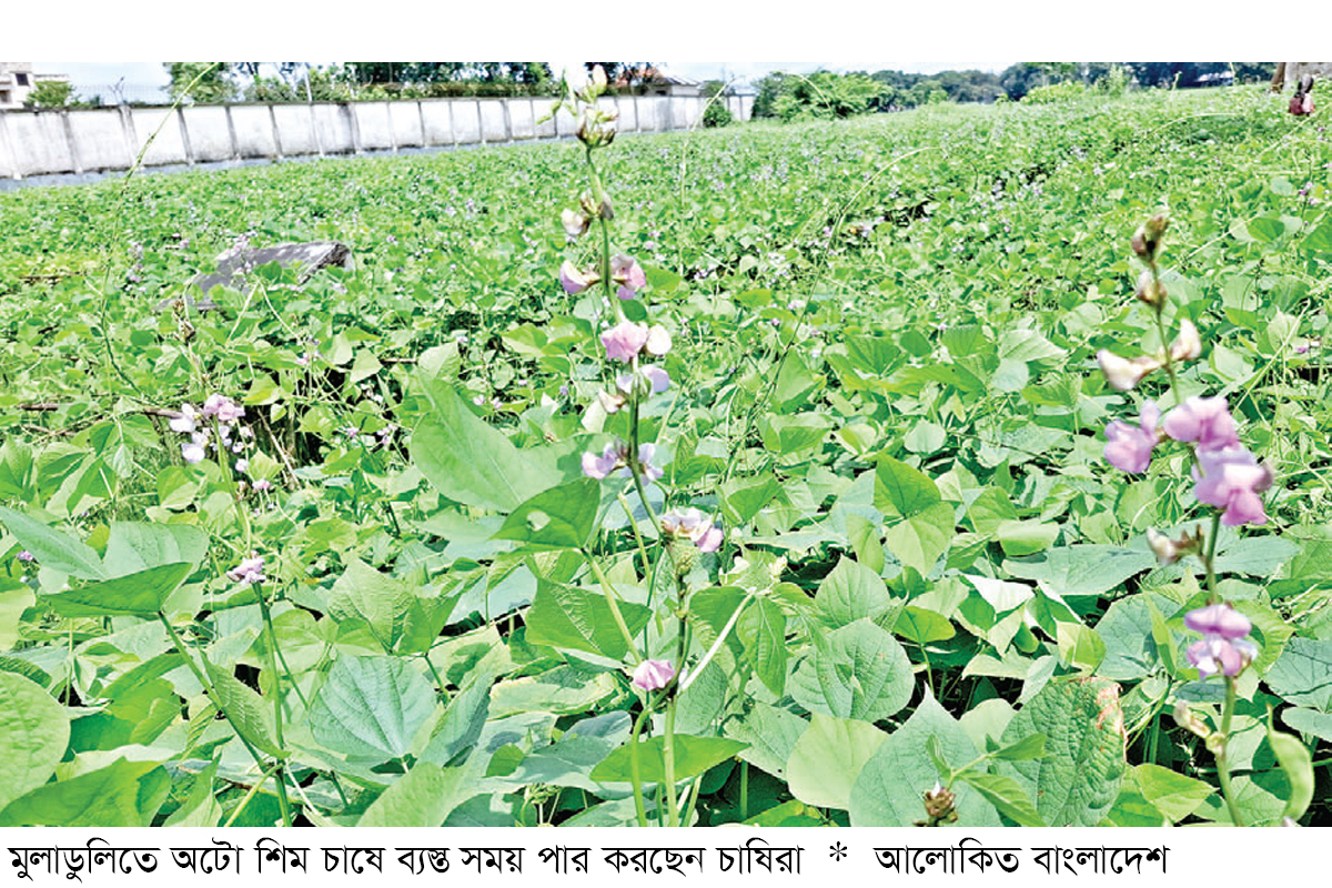 ঈশ্বরদীতে উঠেছে আগাম জাতের অটো শিম ঈশ্বরদীতে উঠেছে আগাম জাতের অটো শিম