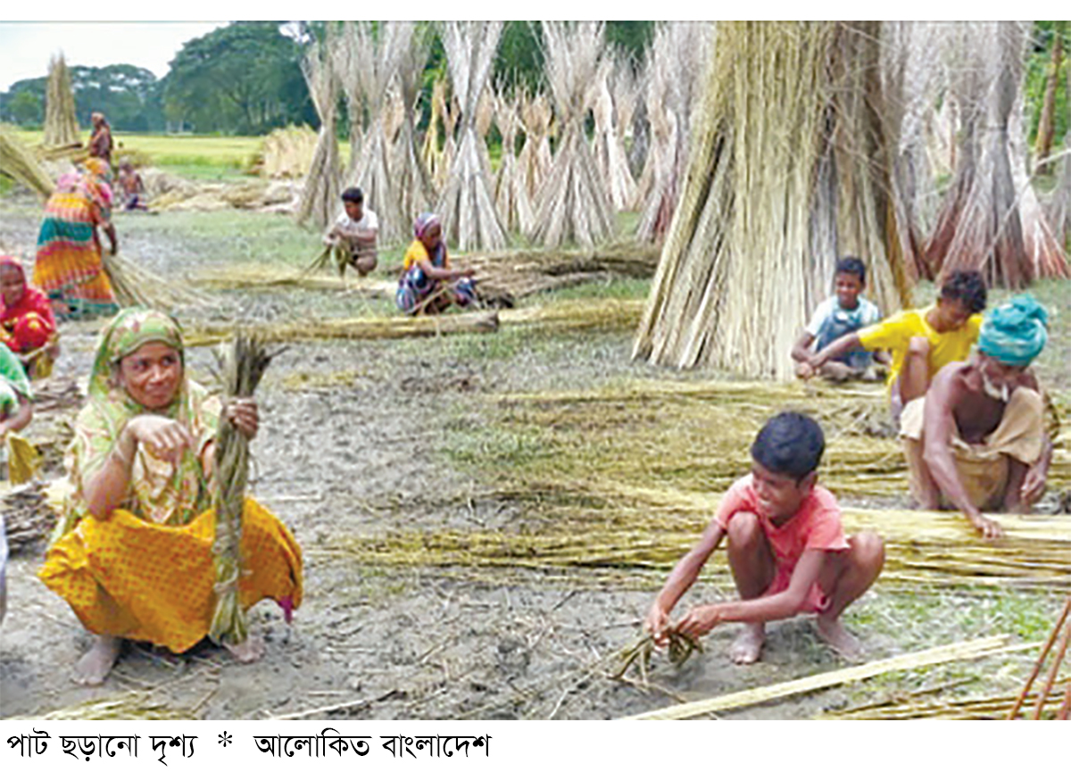 সোনালি আঁশের ফলন ও দামে বেজায় খুশি চাষিরা সোনালি আঁশের ফলন ও দামে বেজায় খুশি চাষিরা