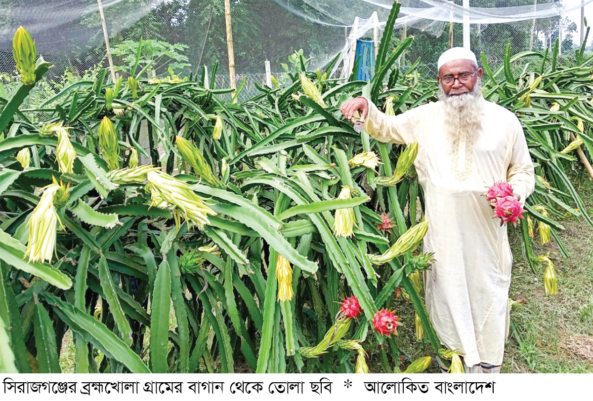 সিরাজগঞ্জে ড্রাগন ফল চাষে বাম্পার ফলন সিরাজগঞ্জে ড্রাগন ফল চাষে বাম্পার ফলন