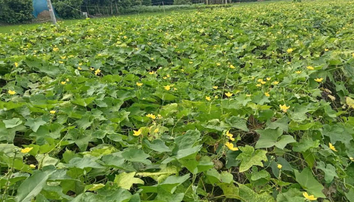 পেইনা পল্লা চাষে সচ্ছলতা এসেছে আয়নাল ফকিরের পরিবারে পেইনা পল্লা চাষে সচ্ছলতা এসেছে আয়নাল ফকিরের পরিবারে