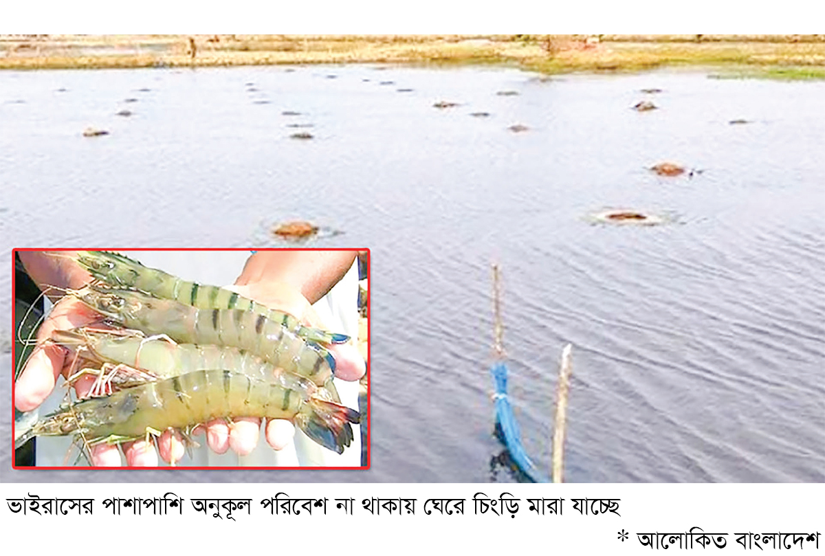 সুন্দরবন উপকূলে চিংড়ি ঘেরে বিপর্যয়, দিশাহারা চাষি সুন্দরবন উপকূলে চিংড়ি ঘেরে বিপর্যয়, দিশাহারা চাষি