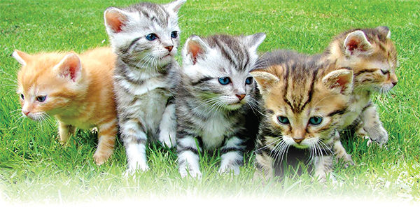 প্রাণীর প্রতি ভালোবাসার নির্দেশনা প্রাণীর প্রতি ভালোবাসার নির্দেশনা