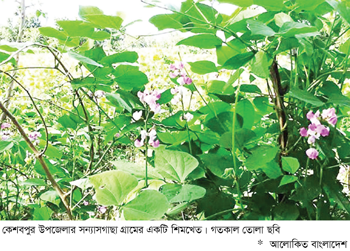 কেশবপুরে শিম চাষে কৃষকরা স্বাবলম্বী কেশবপুরে শিম চাষে কৃষকরা স্বাবলম্বী