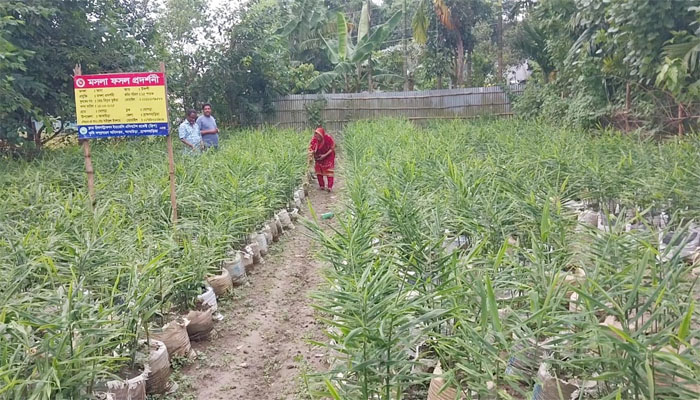 আখাউড়ায় বস্তায় আদা চাষে সফলতা দেখছেন বিল্লাল আখাউড়ায় বস্তায় আদা চাষে সফলতা দেখছেন বিল্লাল
